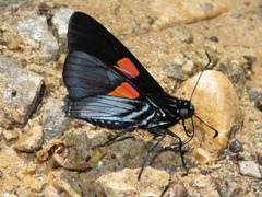 Mimoniades nurscia