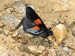 Mimoniades nurscia