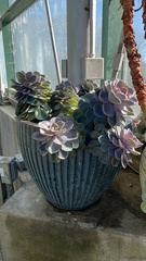 Echeveria gibbiflora × potosina