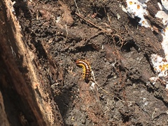 Rudiloria guyandotta