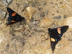 Mimoniades nurscia