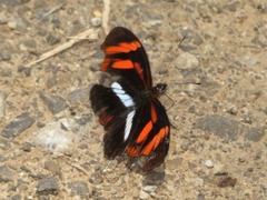 Podotricha telesiphe