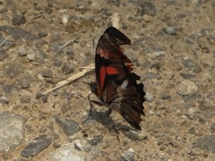 Podotricha telesiphe