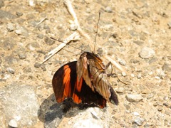 Podotricha telesiphe