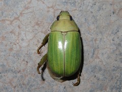 Pelidnota prasina