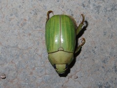 Pelidnota prasina