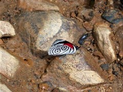Diaethria eluina