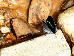 Diaethria eluina