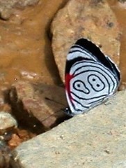 Diaethria eluina