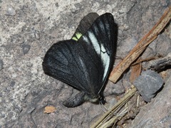 Pereute charops peruviana