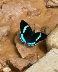 Diaethria eluina