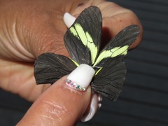 Pereute charops peruviana