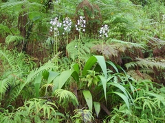 Collabieae