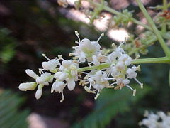 Ceanothus palmeri