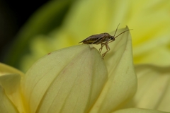 Lygus rugulipennis