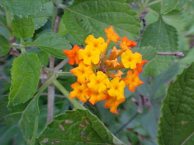 Lantana camara