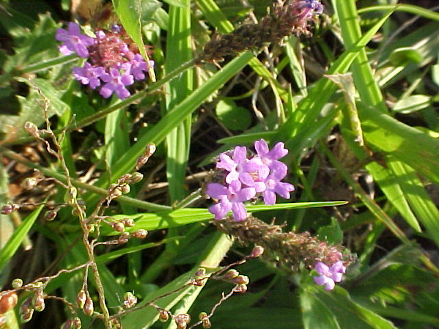Verbena rigida