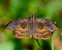 Theagenes dichrous