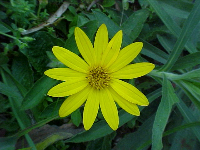 Aspilia montevidensis