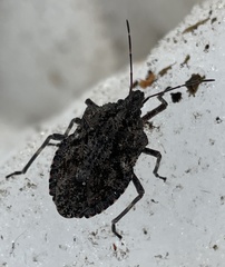 Brochymena affinis