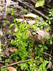 Galium palustre palustre