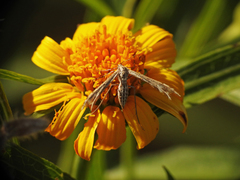 Singularia alternaria