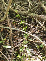 Galium palustre palustre