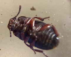 Notibius puberulus