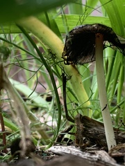 Coprinellus truncorum