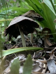 Coprinellus truncorum