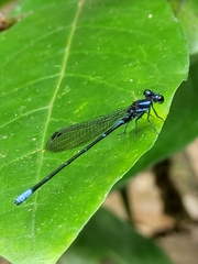 Argia ulmeca