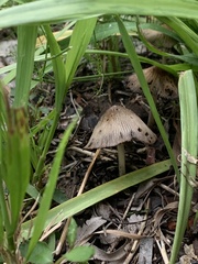 Coprinellus truncorum