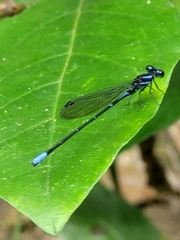 Argia ulmeca