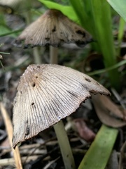Coprinellus truncorum