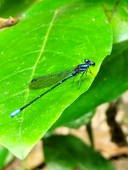 Argia ulmeca