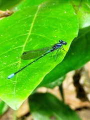 Argia ulmeca