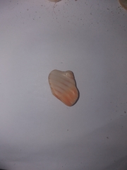 Stramonita haemastoma