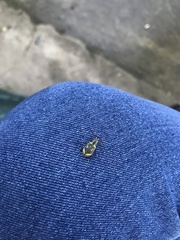 Galapaganus howdenae