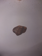 Stramonita haemastoma