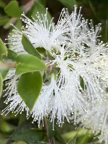 Melaleuca styphelioides