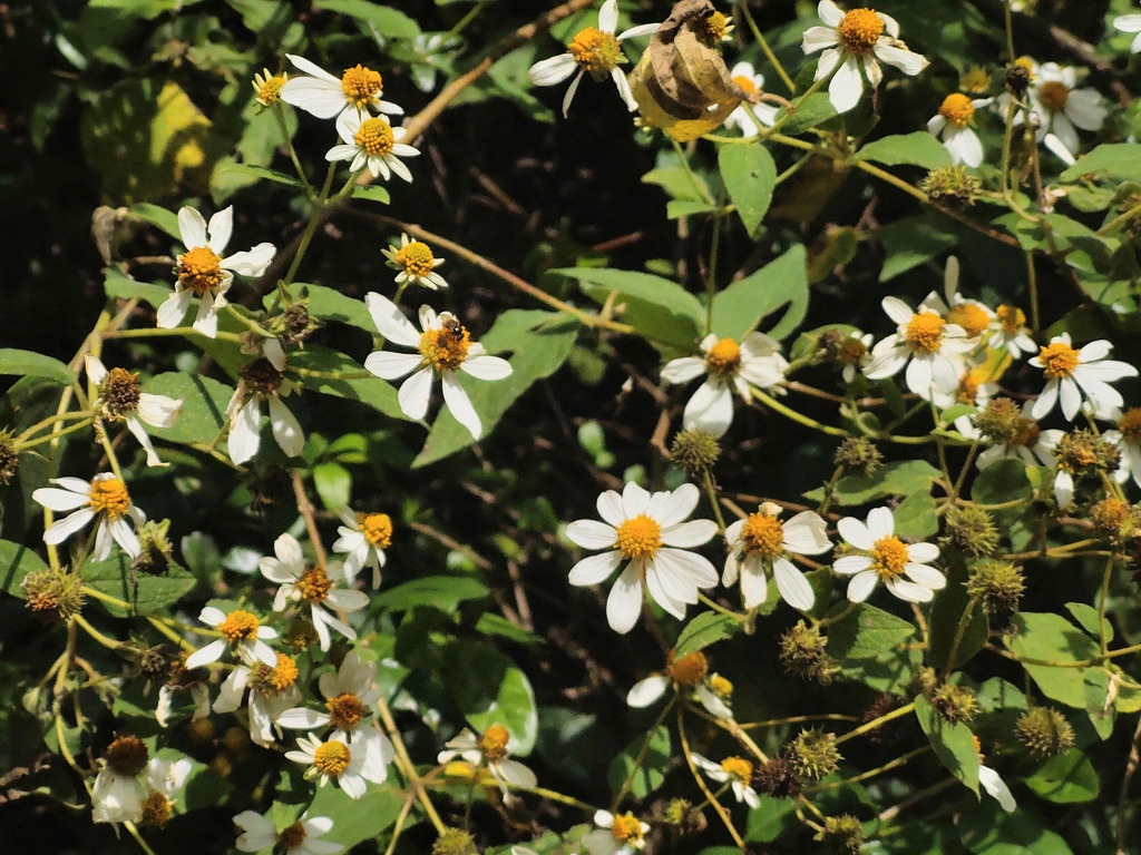 Montanoa ovalifolia; photograph author not stated, no rights reserved