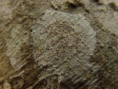 Haematomma persoonii