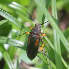 Strongylium flavicrus