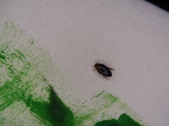 Coptotomus