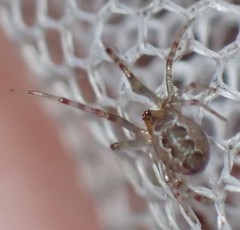 Anelosimus studiosus