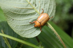 Pelidnota unicolor