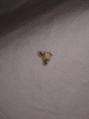 Elophila nebulosalis