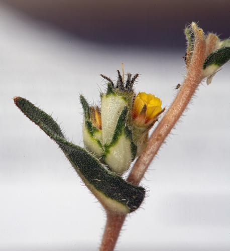 United blazingstar (Mentzelia congesta)