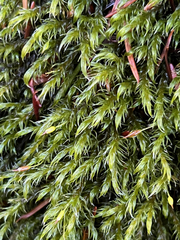 Racomitrium lawtonae