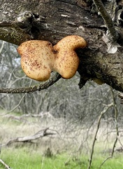 Polyporus mcmurphyi